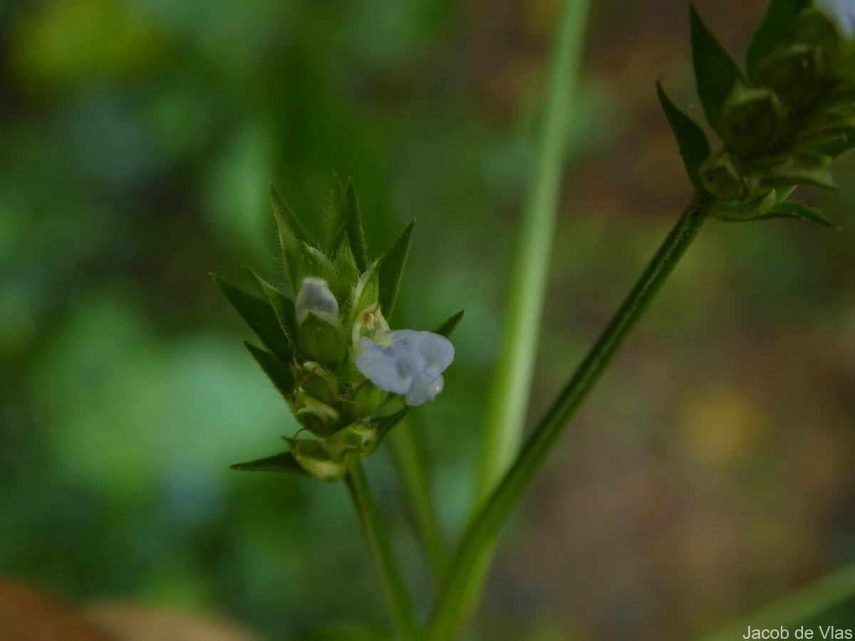 Rungia pectinata (L.) Nees